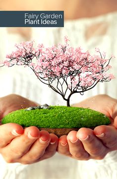 a person holding a small tree in their hands with the words fairy garden plant ideas