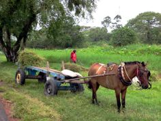 a horse pulling a cart with hay on it's back in the grass next to a road