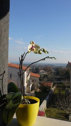 a yellow potted plant sitting on top of a window sill next to a building