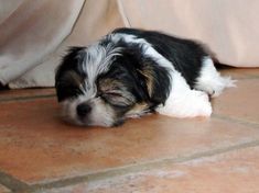 a small black and white dog laying on the floor