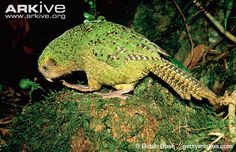 a green and yellow bird perched on top of a mossy tree branch in the forest