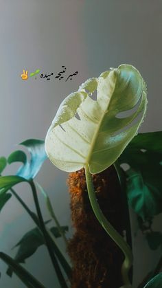 Plant Reels Instagram, Good Luck Gif, Best Flower Wallpaper, Beauty Salon Posters, Skin Care Pictures, Venomous Snakes, Good Morning Coffee Images, Morning Coffee Images, Instagram Creative Ideas