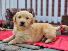 Golden Retriever Puppies for sale in Manchester, England, UK Golden Retriever Puppies, Retriever Puppies, Manchester England, Pets For Sale, Golden Retriever Puppy, England Uk, 8 Weeks, Puppies For Sale, Ready To Go