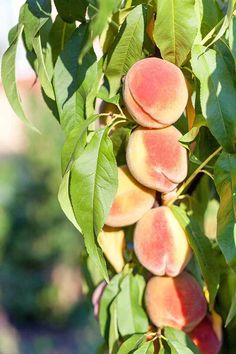 some peaches hanging from a tree with green leaves and pinkish fruit on it