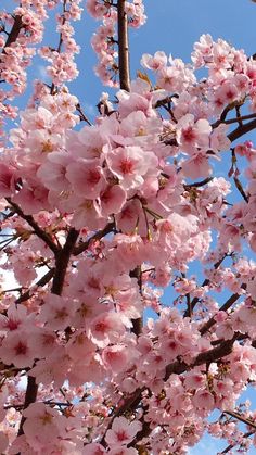 pink flowers are blooming on the branches of trees in front of a blue sky