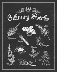 an illustration of culinary herbs on a chalkboard