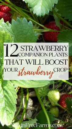 companions plants for strawberries Raised Bed Strawberries, Fennel Companion Planting, When To Plant Strawberries, Strawberry Companion Plants, Best Companion Plants, Companion Planting Chart, Companion Planting Vegetables, Companion Gardening, Tattoo Plant