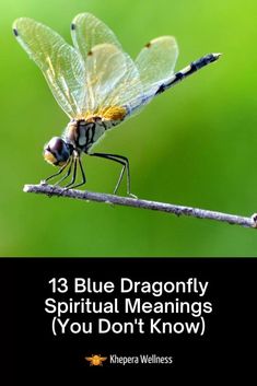 a dragon fly sitting on top of a branch with the words how to identify beneficial insects in our garden