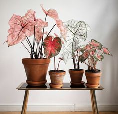 three potted plants sit on a table in front of a white wall and hardwood floor