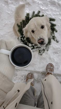 a dog is looking up at the camera while holding a cup of coffee