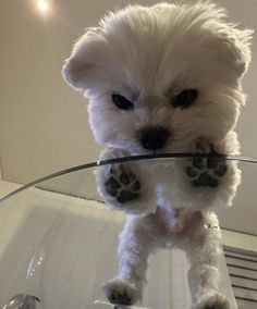 a small white dog standing on top of a glass table