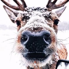 a close up of a deer's face with snow on its fur and antlers