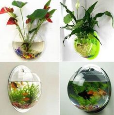 four different fish bowls with plants in them