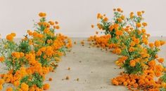 small orange flowers growing out of the ground in front of a white wall and floor