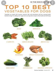 the top 10 best vegetables for dogs