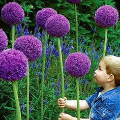 a little boy that is standing in front of some flowers