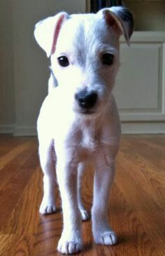 a small white dog standing on top of a hard wood floor