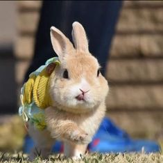 a small brown rabbit wearing a yellow vest