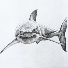 a pencil drawing of a shark with it's mouth open and its teeth out