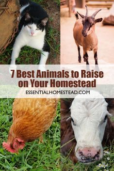 four different pictures with animals in them and the words 7 best animals to raise on your homestead