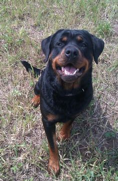 a large black and brown dog standing on top of a grass covered field with its mouth open