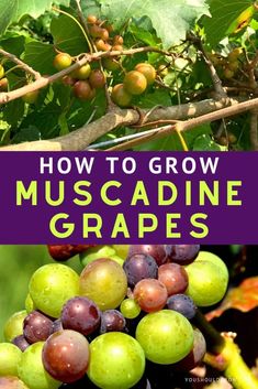 how to grow muscadine grapes in the garden and on the tree with text overlay that reads, how to grow muscadine grapes