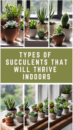 Variety of indoor succulents in pots by a window. Low Light Succulents, Succulent Varieties, Grow Succulents, Indoor Succulents, Succulent Display, Holiday Cactus, Types Of Succulents