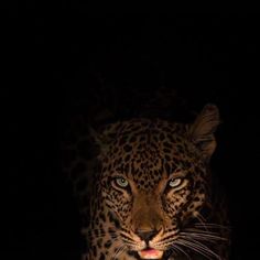 a close up of a leopard in the dark