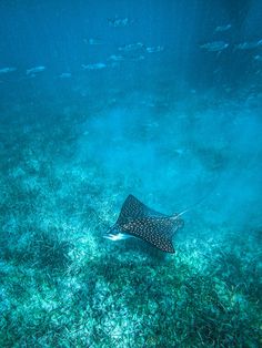 a manta ray swims through the water near some fish in the sea floor