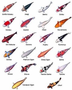 the different types of koi fish are shown in this image, with their names and colors