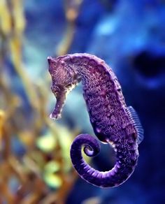 a purple sea horse in an aquarium