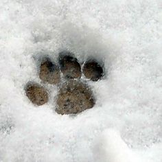 an animal's paw prints in the snow