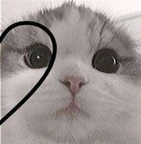 a black and white photo of a cat with a heart on it's forehead