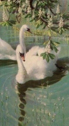 a white swan floating on top of a body of water