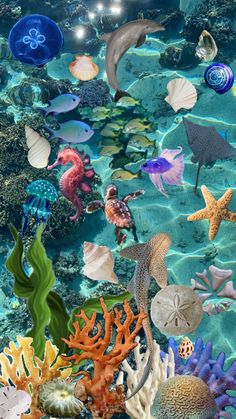 an underwater scene with many different types of sea animals