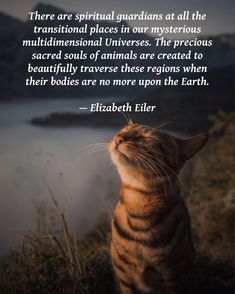 a cat looking up at the sky with a quote from elizabeth elir on it