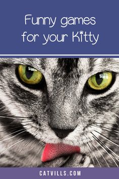 a gray cat with green eyes and red tongue has the title funny games for your kitty