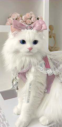 a white cat with blue eyes wearing a tiara and sitting on top of a desk