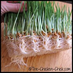 someone is sprouting grass on top of a wooden table