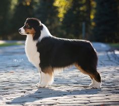 a dog standing on a cobblestone road next to a tree filled park area