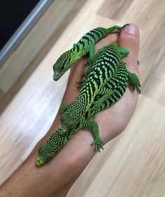 two green and black lizards sitting on the arm of a person's hand,