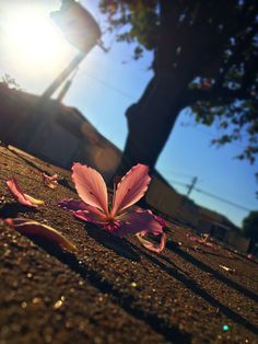 a flower that is laying on the ground next to a street light and some trees