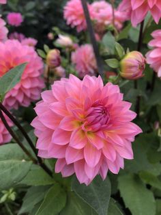 pink flowers are blooming in the garden