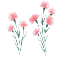 three pink flowers on a white background