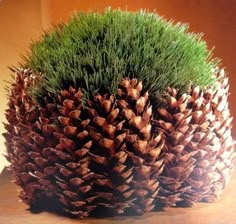 a close up of a pine cone with grass growing out of the top and bottom