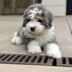 a small gray and white dog laying on the ground next to a drain grate