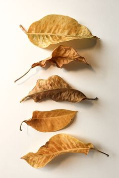 three different types of leaves on a white surface, one is yellow and the other has brown