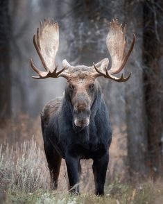 a moose with large antlers standing in the woods