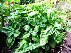 some green leaves are growing on the ground