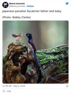 two birds sitting on top of a tree branch with moss growing on the trunk and one bird flying towards each other